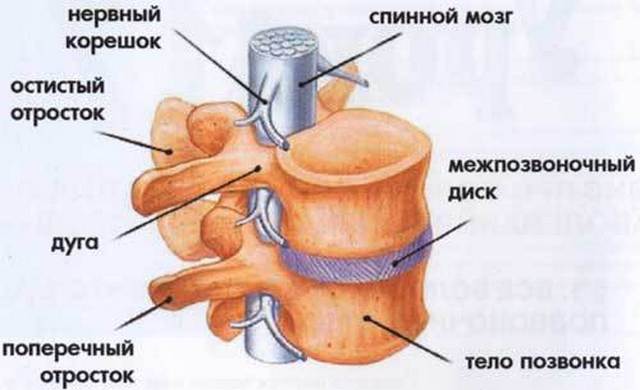 Травма позвоночника и спинного мозга у взрослых. Клинические рекомендации