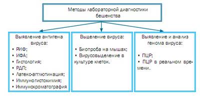 Бешенство у человека, симптомы и первые признаки, опасность вируса, инкубационный период