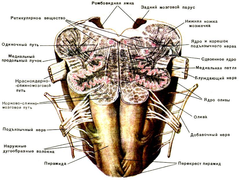 Ствол латынь. Продолговатый мозг анатомия строение. Ядро нижней оливы продолговатого мозга. Продолговатый мозг: строение (наружное и внутренне), функции.. Внешнее строение продолговатого мозга анатомия.