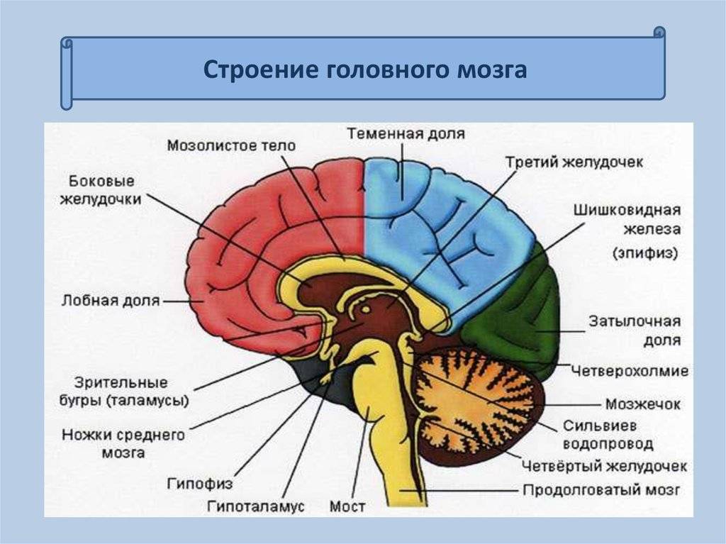 Картинка мозга с отделами