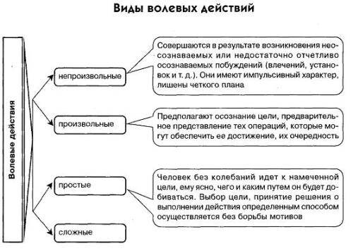 Укажите этапы волевого действия на схеме биология 8 класс