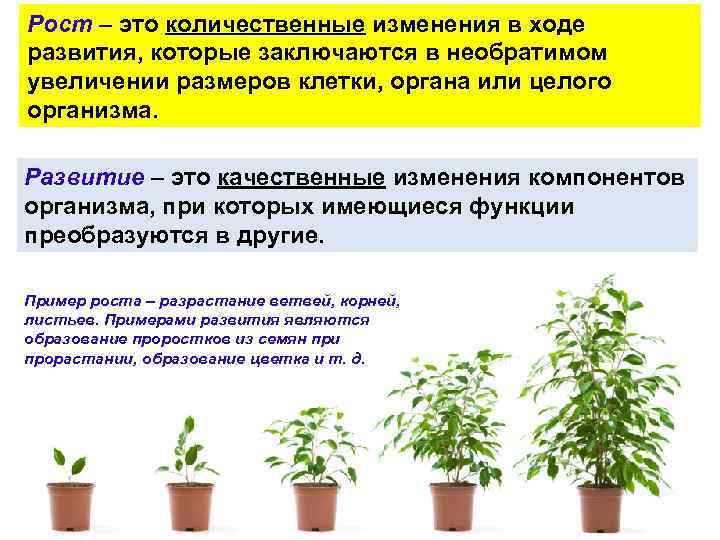 План что лежит в основе роста организмов