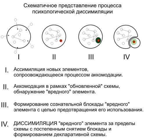 Какой из процессов относится к диссимиляции. Схема процессов ассимиляции и диссимиляции. Ассимиляция схема Пиаже. Схема процесса ассимиляции. Процесс диссимиляции схема.