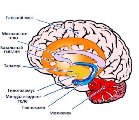 Продолговатый мозг: строение и функции