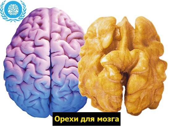 Питание для мозга и нервной системы: полезные продукты и витамины