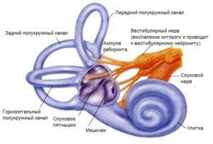 Вестибулярный нейронит: симптомы и лечение