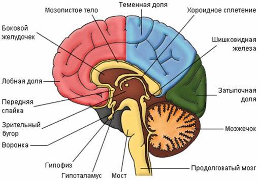 Продолговатый мозг: строение и функции