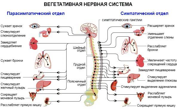Нейроциркуляторная дистония: по гипотоническому, смешанному, кардинальному типу