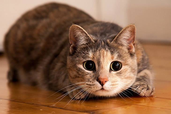 Психология: беременная рыжая кошка - бесплатные статьи по психологии в доме солнца