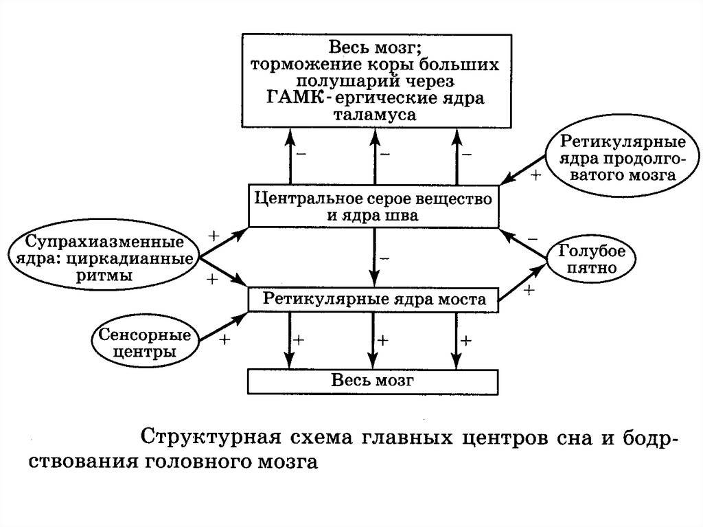 Бодрствование и сон схема