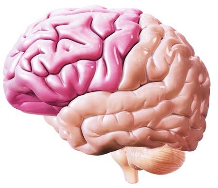 Важнейшие отделы головного мозга и их функции