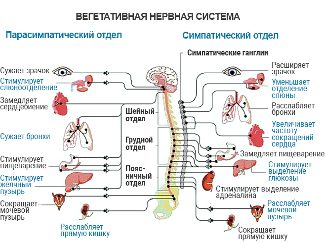 Расстройство вегетативной нервной системы карта вызова