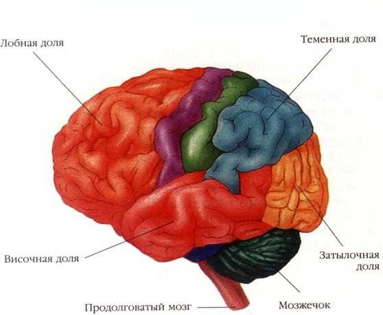 Мозг человека в разрезе фото