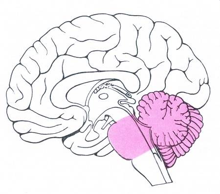 Промежуточный мозг Промежуточный мозг