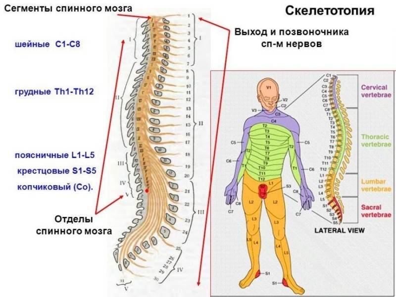 Травма позвоночника и спинного мозга у взрослых. Клинические рекомендации