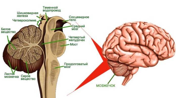 Ствол мозга человека: строение, функции, заболевания