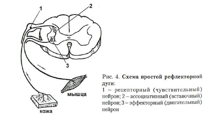 Кожный рефлекс рефлекторная дуга. Рефлекс схема рефлекторной дуги. Схема простой рефлекторной дуги. Части рефлекторной дуги спинного мозга. Схема простой рефлекторной дуги анатомия.