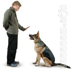 Методы дрессировки собаки. метод наказаний и метод поощрений | ветпрактика