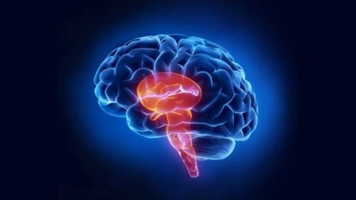 Структура нервной системы: головной и спинной мозг