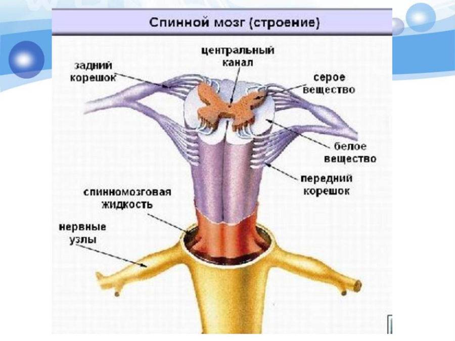 Под цифрой 7 на рисунке обозначены спинной мозг