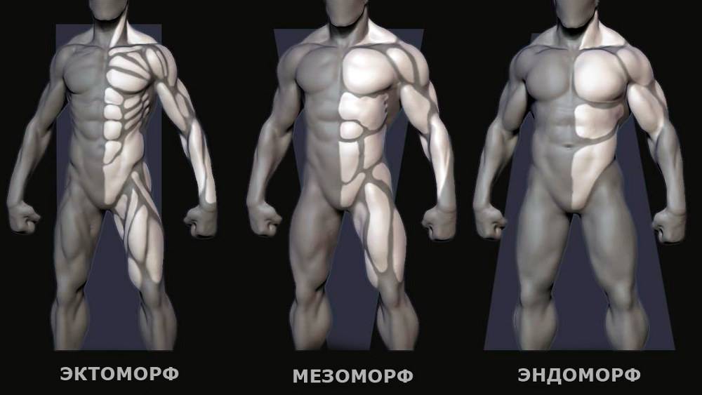 Типы телосложения: эктоморф, мезоморф, эндоморф