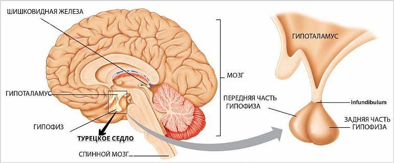 Турецкое седло в головном мозге: строение и функции