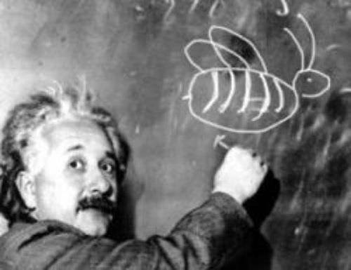 Загадка Эйнштейна: Кто выращивает рыбок