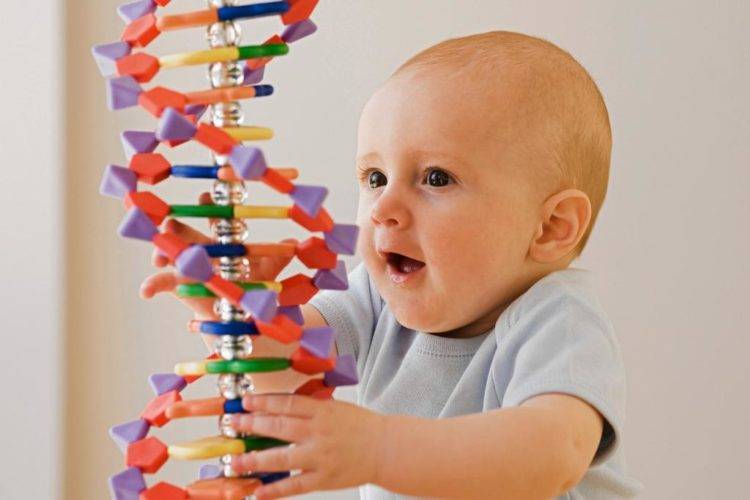 Генотипическое и фенотипическое, биологическое и социальное в индивидуальном развитии человека