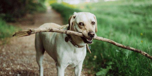 15 профессиональных советов по воспитанию собаки