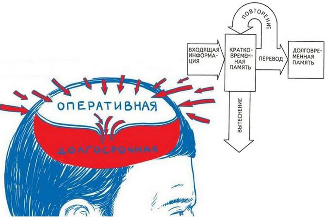 Кратковременная память обладает емкостью не превышающей 7 9 элементов