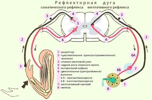 Структура нервной системы: головной и спинной мозг