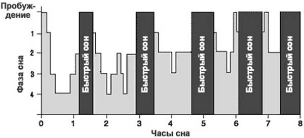 Фазы сна