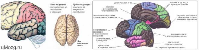 Различаются ли функции левого и правого полушарий большого мозга