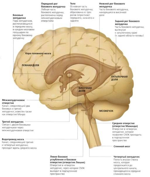 Расширение ликворных пространств головного мозга у взрослых