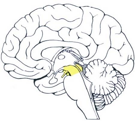 Центральная нервная система человека, функции и строение, из чего состоит