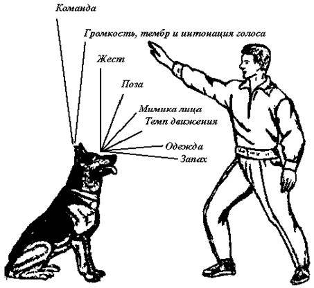 Методы дрессировки собаки. метод наказаний и метод поощрений | ветпрактика